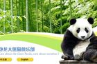 Pozorujte pandy! On-line přenos z Číny