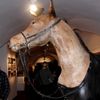 Království za koně - výstava ke 140. výročí Velké pardubické