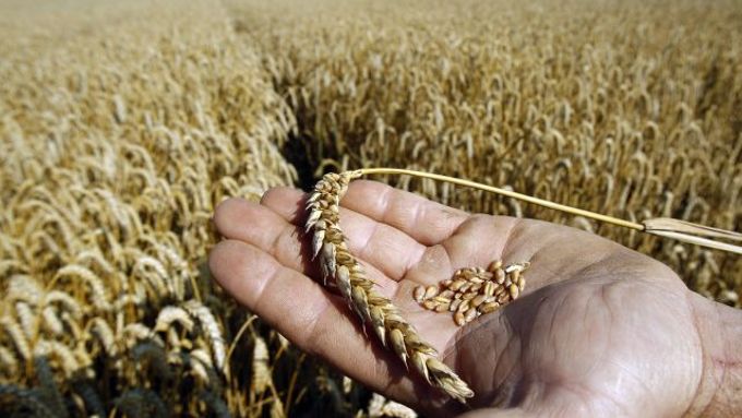 Čína si ukrují z obilnice Evropy 9 % úrodné půdy.