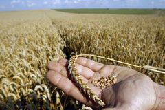 Ukrajina omezí vývoz obilí. Asi nám zdraží potraviny