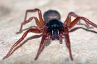 V Česku objevili nový druh pavouka, šestiočku vidlozubou ale ohrožuje zahušťování lesů