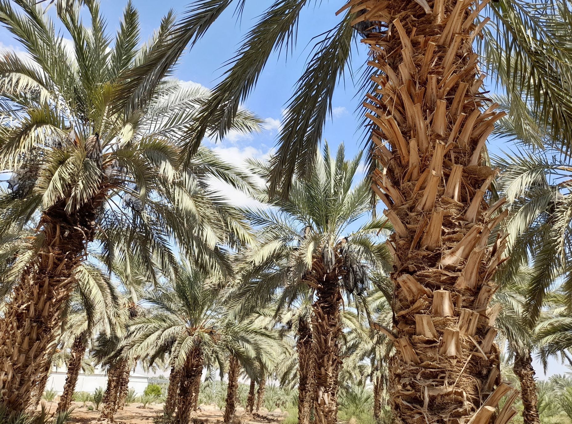 Jericho Palestina datle hospodářství