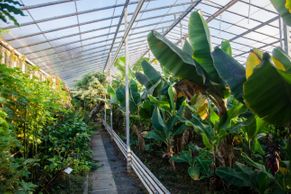 Foto: Největší banánový skleník v Evropě. Když ochutnáte, už vám nestačí běžný banán z obchodu