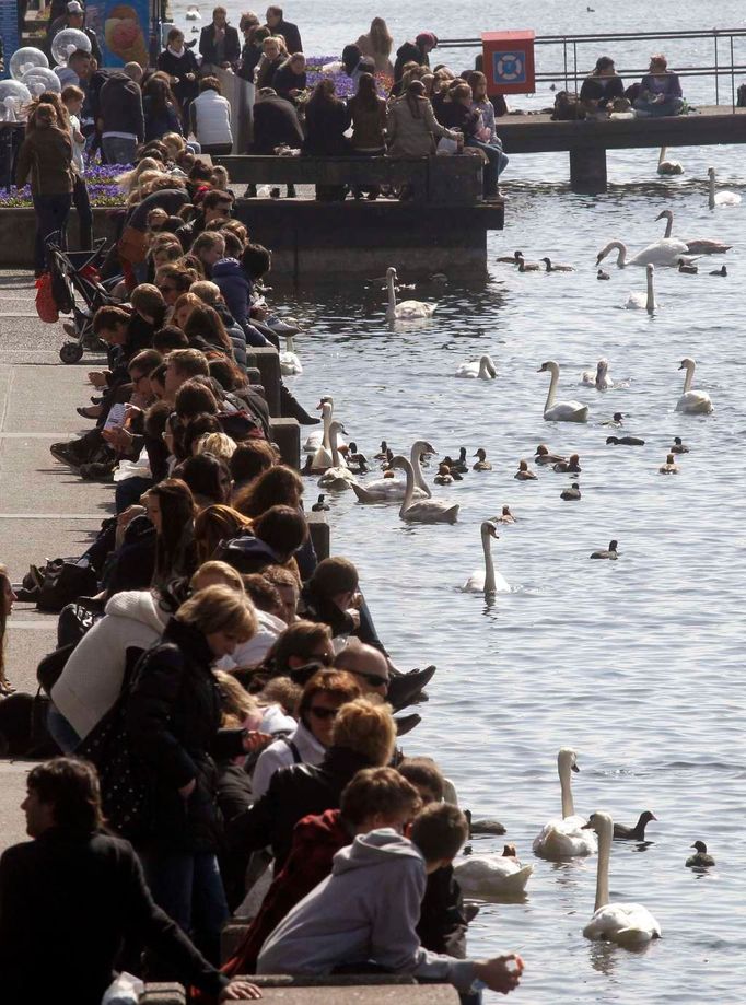 Krmení labutí v Curychu, na břehu řeky Limmat.