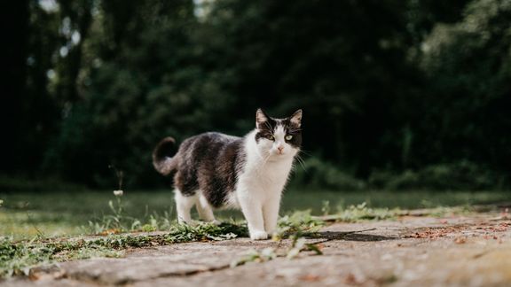 Kočka Reného Elstnera Totulka má v žilách krev pravých Hrabalových koček.