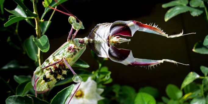 Kudlanka ďábelská (Idolomantis diabolica)