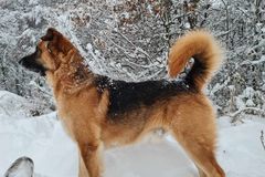 VIDEO: Fenka si z plotů dělá překážkovou dráhu. Stromy používá jako žebřík