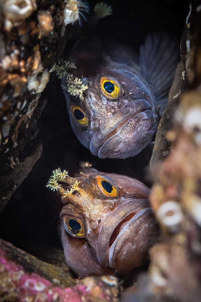 Vítězové fotografické soutěže Underwater Photographer of the Year 2022