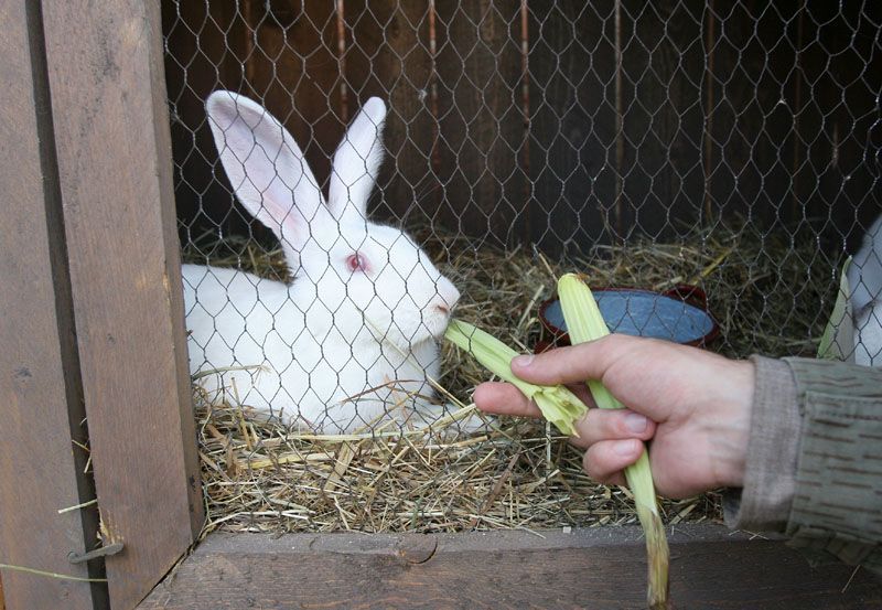 Zdivočelá země: komparz