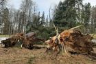 Orkán Sabina v Česku napáchal jen v lesích škody za více než čtvrt miliardy korun