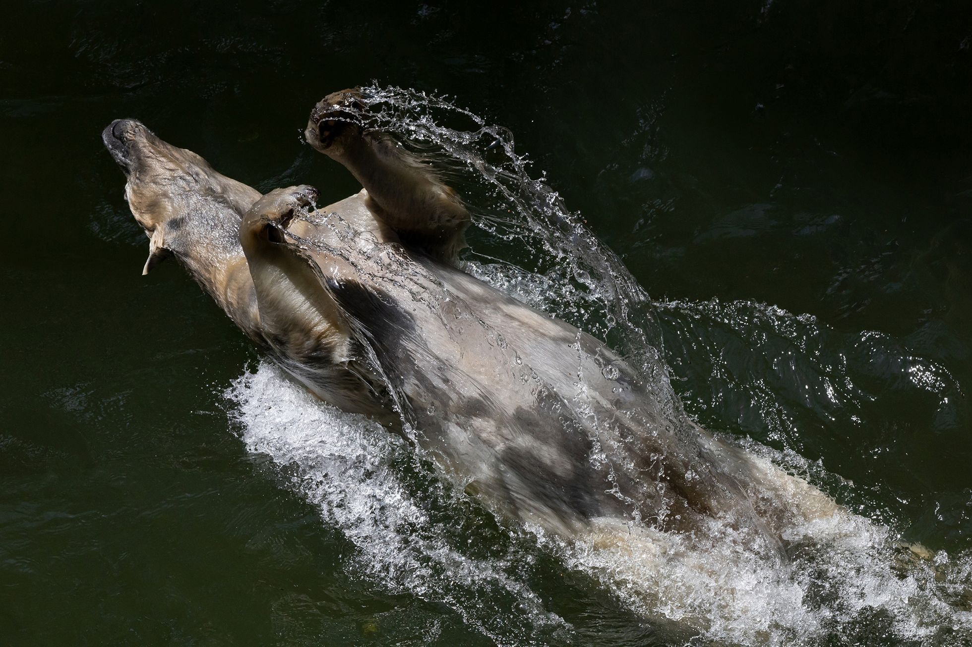 Czech Nature Photo Junior - nominace