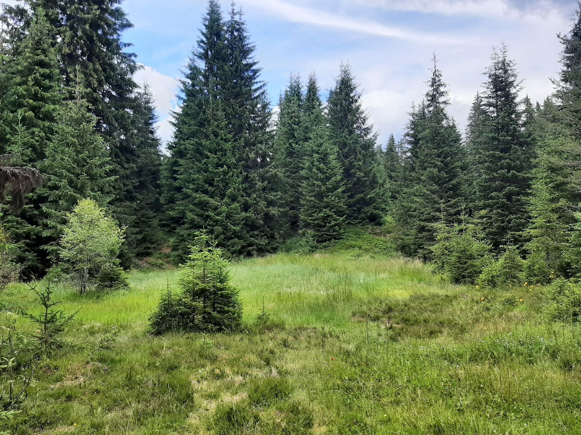 Šumava, Hamerský potok, Vydra