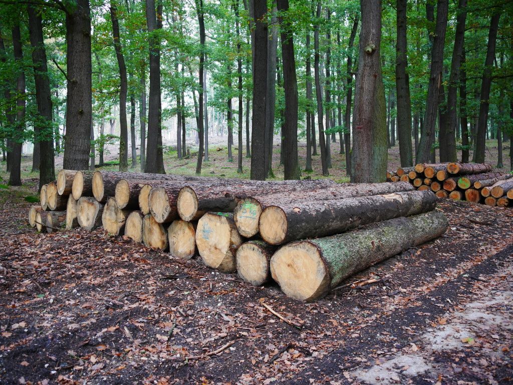 Les dřevo těžba ilustrační