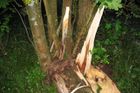 Strom, který zabil chlapce, kontroloval Zlín na podzim