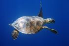 Mořským želvám strhávají pytláci krunýře zaživa, jsou potravou i zbožím, říká Dan Bárta