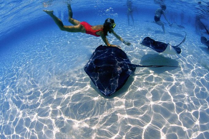 šnorchlování s rejnoky ve Stingray City, Kajmanské ostrovy