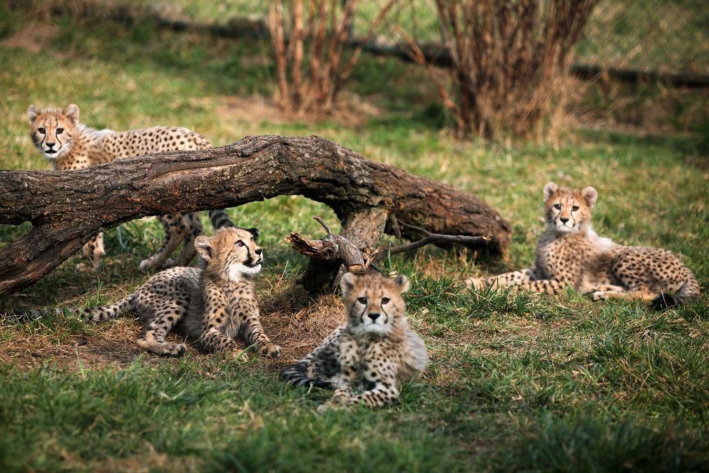 zoo praha gepard