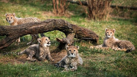 Zoo Praha 2015 obrazem: Geparďata a luxusní byt pro gorily