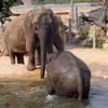 Sloni v pražské ZOO