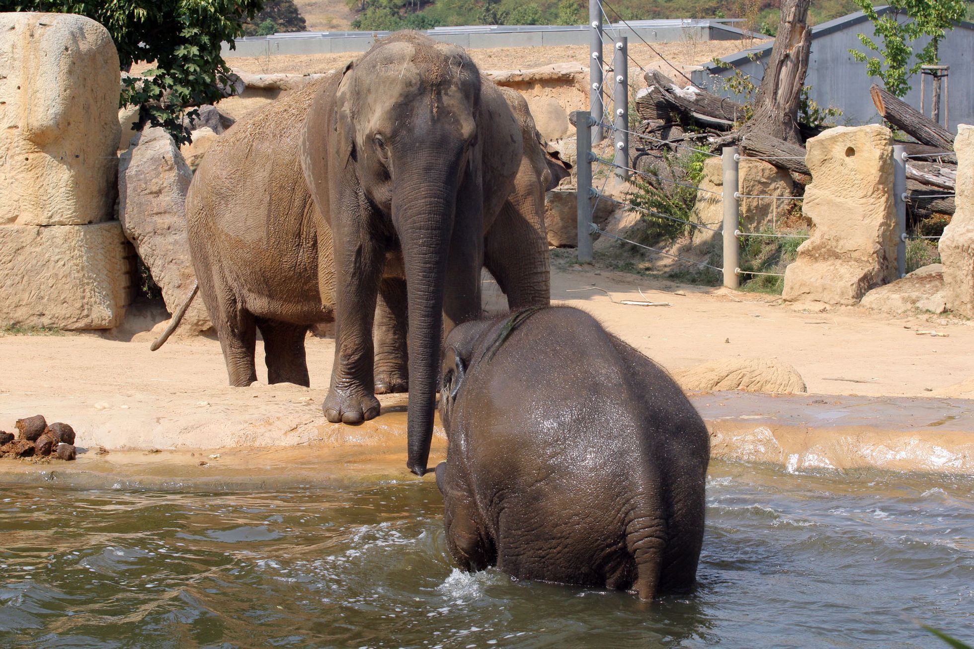 Sloni v pražské ZOO