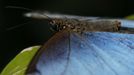 A morpho peleides butterfly rests on a leaf in Butterfly Garden in La Guacima, northwest of San Jose, May 14, 2012. According to the owner Joris Brinkerhoff, who is from the U.S and has more than 29-years of experience dedicated to the export of butterfly cocoons, more than 80,000 cocoons of 70 different species are exported every month from Costa Rica to Europe, Asia, Canada, Mexico and the United States, with prices of the cocoons ranging from $3 to $10 each. REUTERS/Juan Carlos Ulate (COSTA RICA - Tags: BUSINESS SOCIETY ANIMALS) Published: Kvě. 15, 2012, 5 dop.