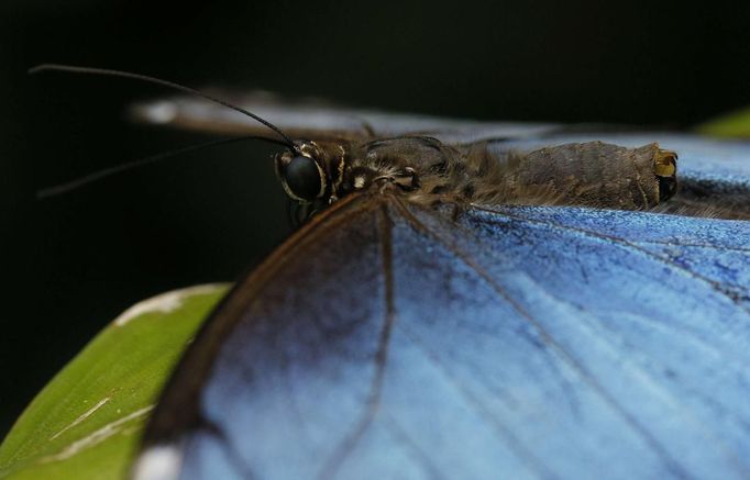 A morpho peleides butterfly rests on a leaf in Butterfly Garden in La Guacima, northwest of San Jose, May 14, 2012. According to the owner Joris Brinkerhoff, who is from the U.S and has more than 29-years of experience dedicated to the export of butterfly cocoons, more than 80,000 cocoons of 70 different species are exported every month from Costa Rica to Europe, Asia, Canada, Mexico and the United States, with prices of the cocoons ranging from $3 to $10 each. REUTERS/Juan Carlos Ulate (COSTA RICA - Tags: BUSINESS SOCIETY ANIMALS) Published: Kvě. 15, 2012, 5 dop.