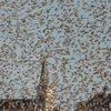 Zvířata, Reuters, Top fotografie roku 2022, výběr, nejlepší foto, Lifestyle