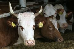 Amerika zavede daň z krávy. Aby snížila emise