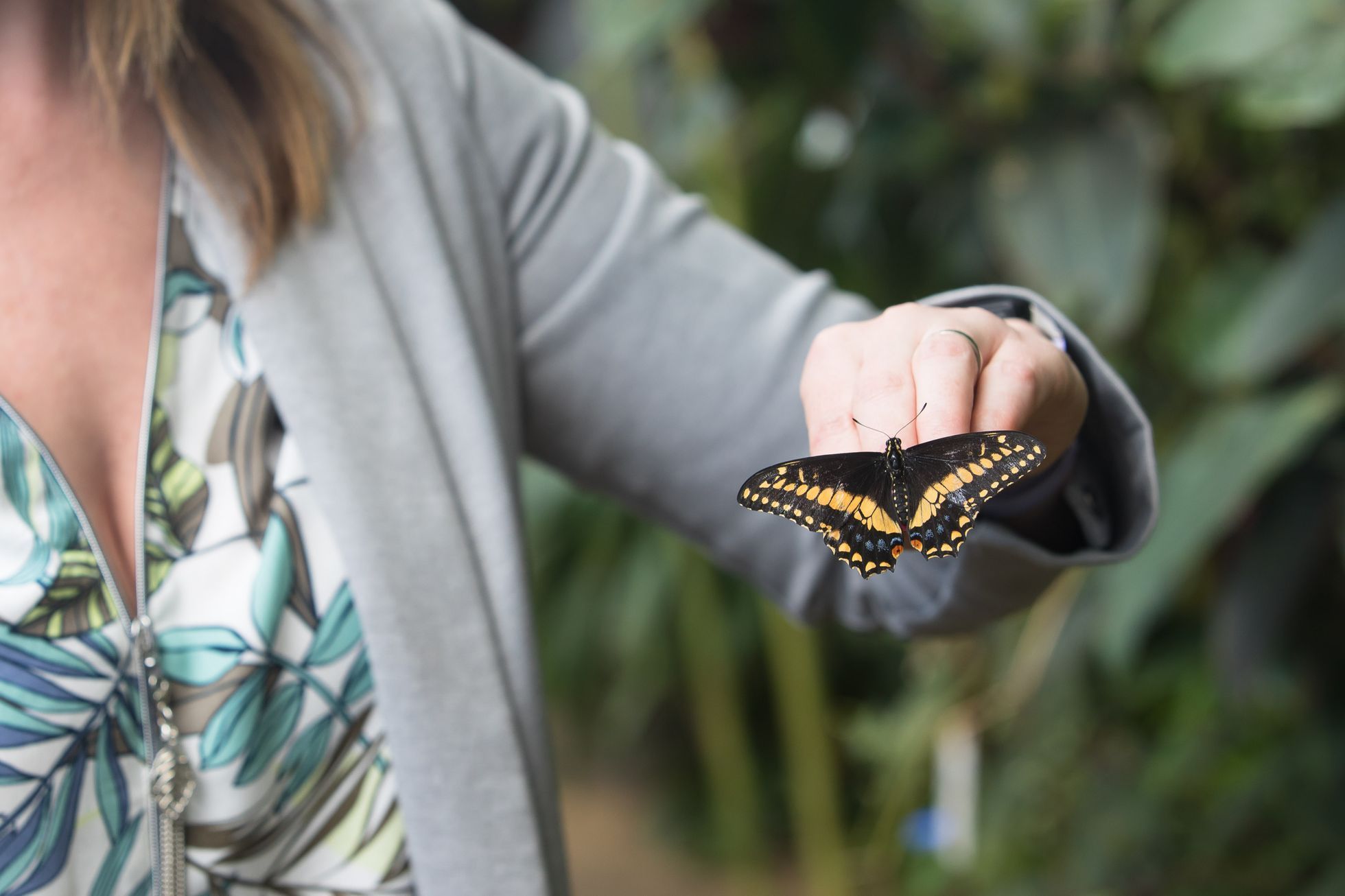 Botanická zahrada zahájila výstavu Motýli, skleník Fata Morgana