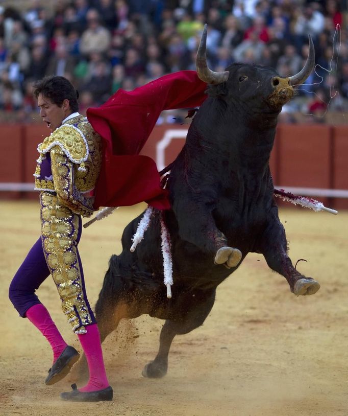 Mexican matador Diego Silveti performs a back-pass to a bull during a bullfight in Seville