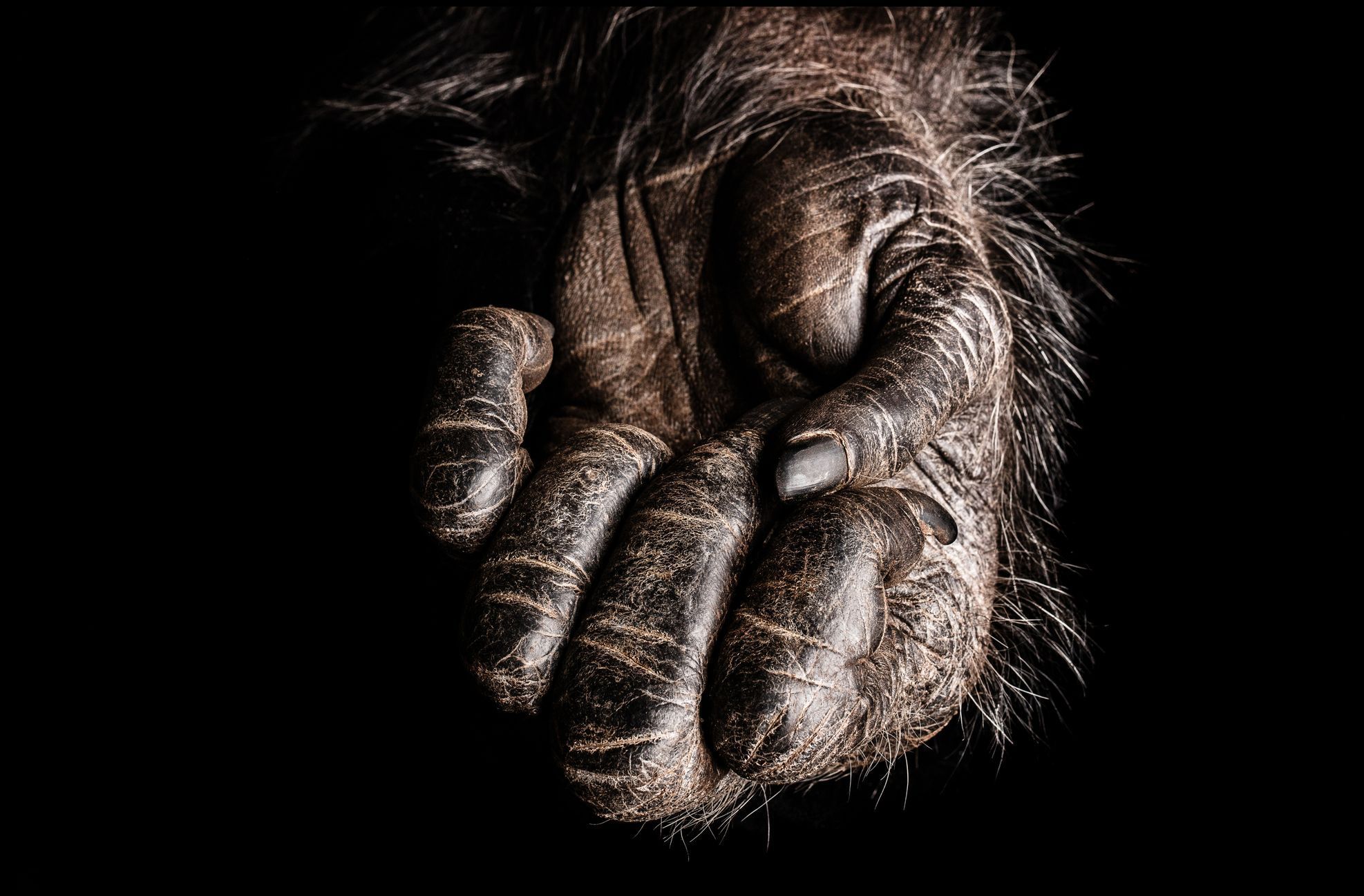 Zvířecí tlapy v úžasných detailech