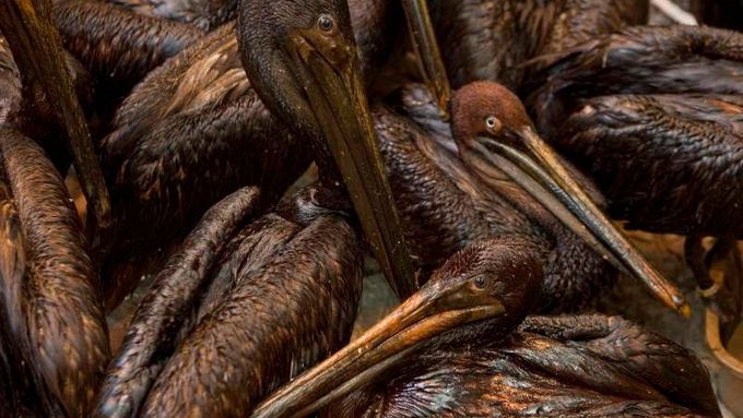 Ropa u pobřeží USA zasáhla i tisíce ptáků