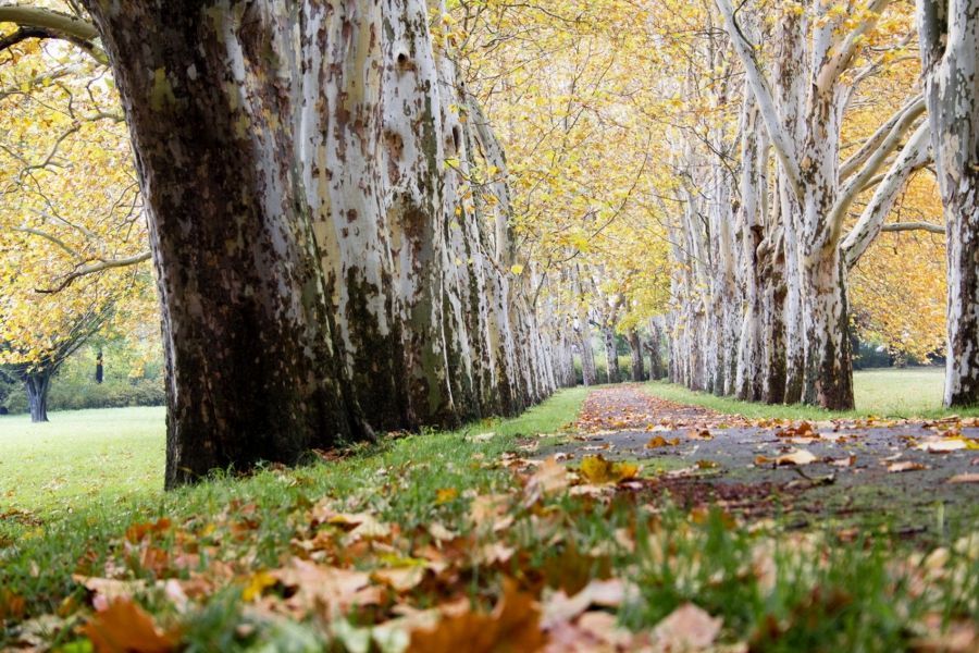 Alej roku 2014 - Platanová alej ve Strážnici