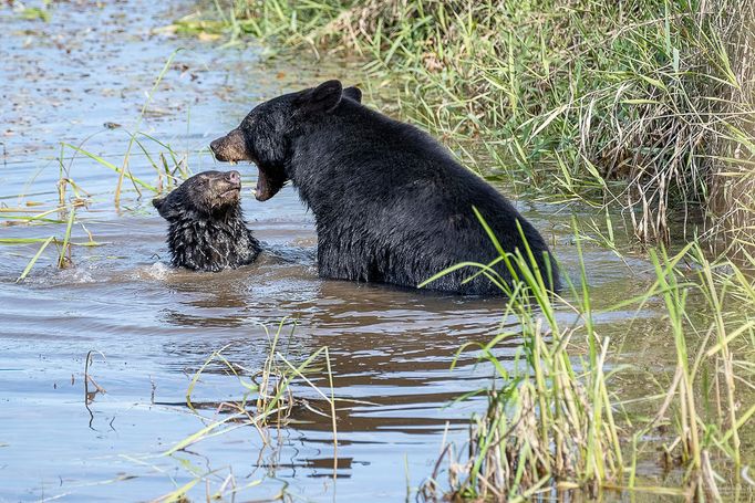 Comedy Wildlife Photography Awards - ukázky snímků z ročníku 2022