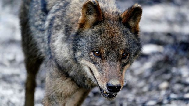Vlčice, která po odchytu uhynula, pocházela z návštěvnického centra v Srní