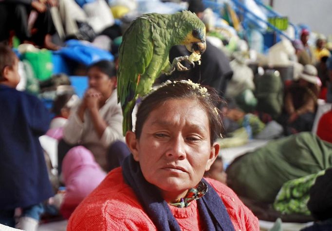 A Bolivian Amazonic indigenous woman feeds her parrot on her head at a shelter in La Paz June 28, 2012. The indigenous people of the territory of Isiboro Secure national park, known by its Spanish acronym TIPNIS, arrive in La Paz after walking 640 km (398 miles) to defend their territory against the planned construction of a highway through the middle of the park. REUTERS/Enrique Castro-Mendivil (BOLIVIA - Tags: ANIMALS CIVIL UNREST BUSINESS CONSTRUCTION POLITICS ENVIRONMENT SOCIETY) Published: Čer. 28, 2012, 3:43 odp.