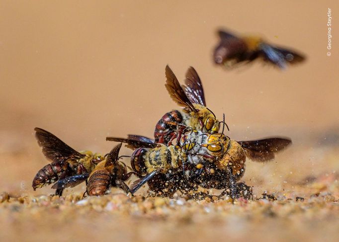 Fotografie ze soutěže Wildlife Photographer of the Year 2024