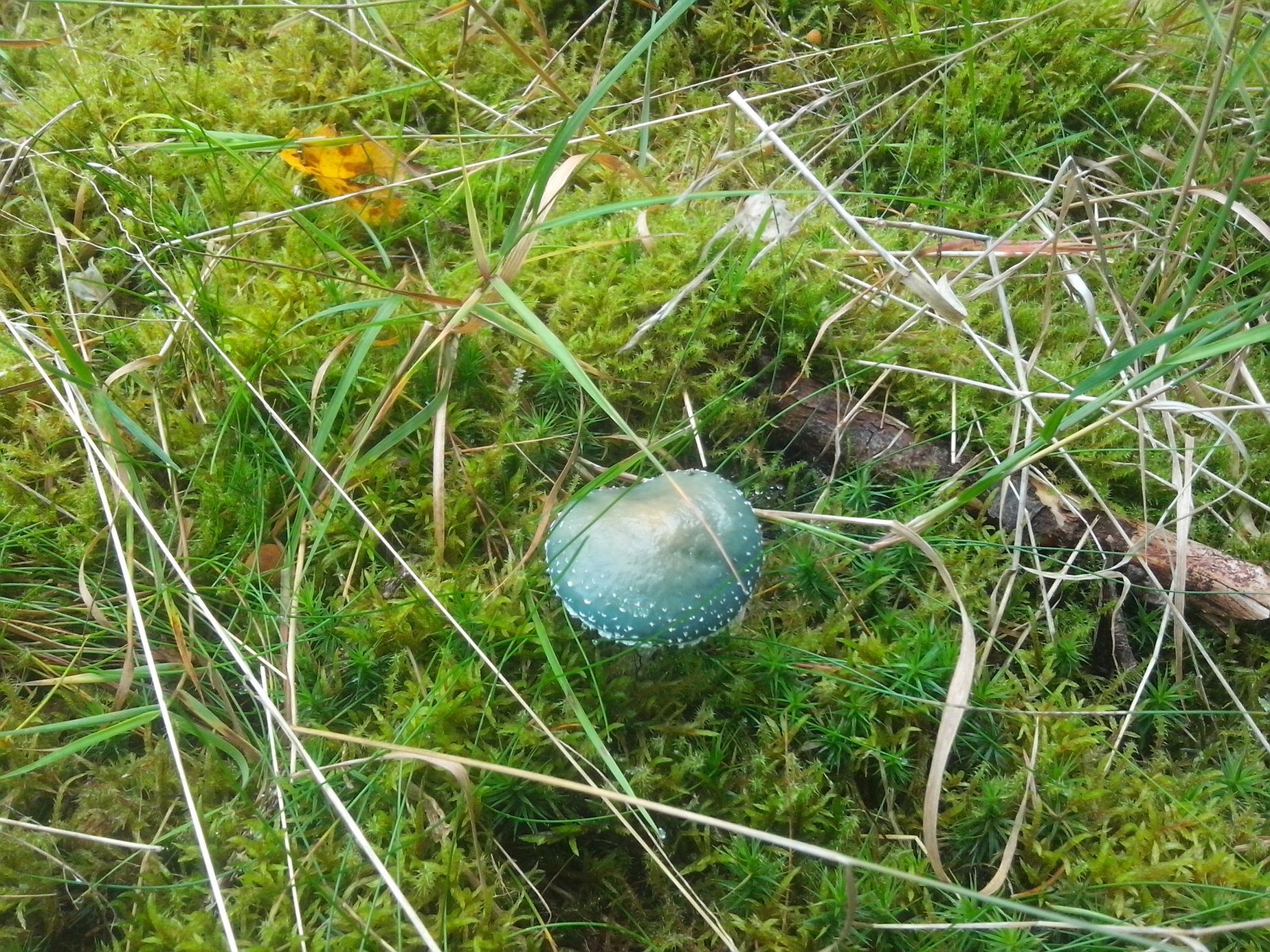 NEPOUŽÍVAT !!! Fotosoutěž houby 2017