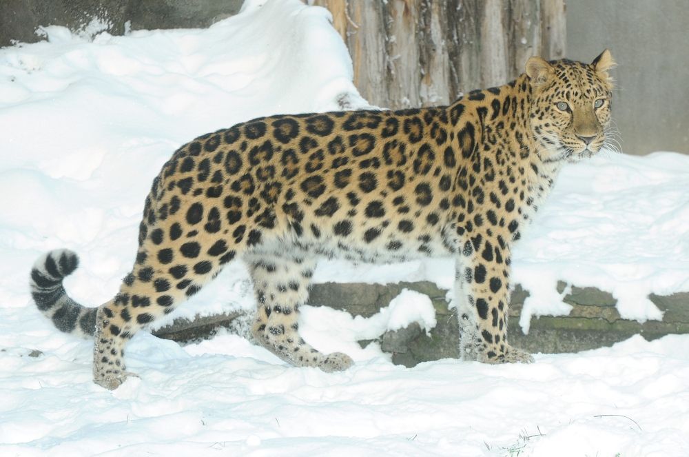 Zimní zoo - Zoo Olomouc