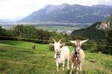 Kdyby chtěly dělat zahradníka sešly by kozy ze švýcarské louky dolů za Rýn, důvěrnost podnikání je tam přísně chráněna