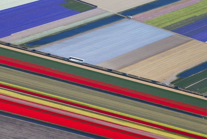 Obrovské pole tulipánů v Nizozemsku.