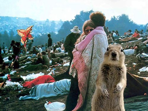 Vlezlá veverka na fotomontáži