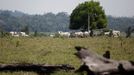 Pasoucí se skot v brazilském Porto Velho. Vědci na experimentální vládní farmě v západní Amazonii zkoumají travní semeno a vzorky půdy v souvislosti s produkcí mléka nového plemena krav. Jejich práce má přispět k dlouhodobému boji za záchranu pralesů.