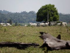 Oba mladí muži, vyměnění po narození v porodnici, spolu už rok žijí a pracují na jedné farmě. Oba mají dvě matky a dva otce. 