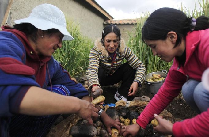 Gladys Tejeda (C), the first Peruvian athlete who qualified for the 2012 London Olympic Games, prepares a typical Pachamanca dish with her sister Rosario (L) and her sister-in-law Carmen for a Mother's Day celebration at their home in the Andean province of Junin May 13, 2012. A private company will take her mother Marcelina Pucuhuaranga, 69, to London as part of the "Thank you Mom" program. For Pucuhuaranga, who received her first passport, it will be the first time travelling out of Peru. The program will take about 120 mothers of different athletes around the world to attend the games. Tejeda, the youngest of nine children, returned to her hometown to visit her mother and to focus on training where she will run more than 20 km every day in the highlands (over 4,105 meters above sea level). Picture taken May 13, 2012. REUTERS/Pilar Olivares (PERU - Tags: SPORT ATHLETICS OLYMPICS FOOD)