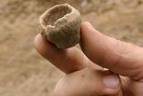 Archeologové zkoumají osadu celkem osmi domů. Nalezli mnoho předmětů. Tato miniaturní mistička byla podle domněnky jednoho z nich hračkou.