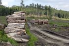Evropa se topí v kůrovcovém dřevě. Slovensko ho tak lidem nabídne za výrobní náklady