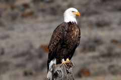 USA mění zákon na ochranu ohrožených druhů. Místo vědců budou rozhodovat politici