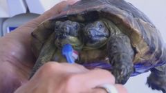 Dvouhlavá želva Janus slaví 25. narozeniny