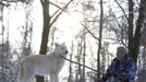 Wolf researcher Werner Freund strokes Arctic alpha wolf Monty with his walking stick in an enclosure at Wolfspark Werner Freund, in Merzig in the German province of Saarland January 24, 2013. Freund, 79, a former German paratrooper, established the wolf sanctuary in 1972 and has raised more than 70 animals over the last 40 years. The wolves, acquired as cubs from zoos or animal parks, were mostly hand-reared. Spread over 25 acres, Wolfspark is currently home to 29 wolves forming six packs from European, Siberian, Canadian, Artic and Mongolian regions. Werner has to behave as the wolf alpha male of the pack to earn the other wolves respect and to be accepted. Picture taken January 24, 2013. REUTERS/Lisi Niesner (GERMANY - Tags: ANIMALS SOCIETY) Published: Led. 26, 2013, 2:44 odp.